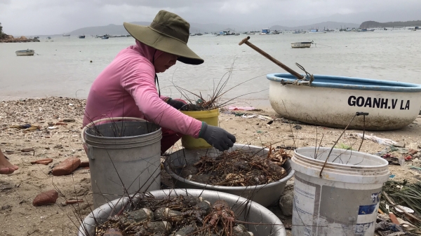 Phú Yên: Khắc phục nuôi trồng thủy sản sau mưa bão