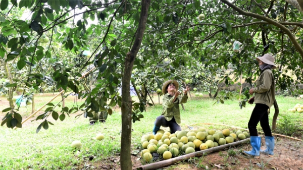 Vùng bưởi ngọt Xuân Vân cho quả ngon top 10 cả nước