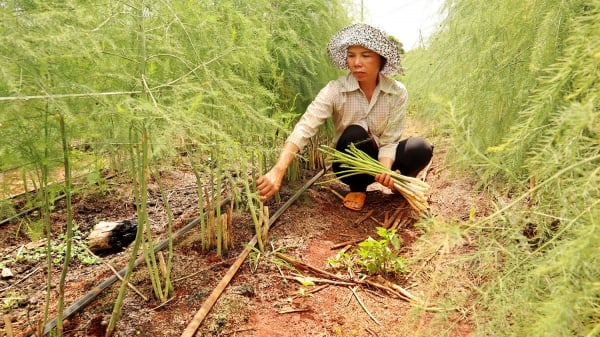 Lâm Đồng: Trồng măng tây hướng hữu cơ