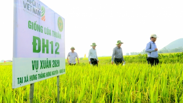 Giống lúa ĐH12 được vinh danh nhờ Chương trình Sản phẩm Quốc gia về lúa gạo