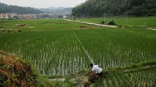 Thời tiết cực đoan khiến năng suất lúa của Trung Quốc giảm dần