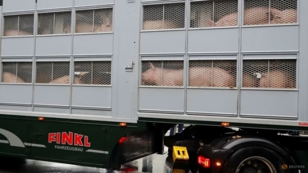 Hàn Quốc nối lại nhập khẩu thịt lợn Đức