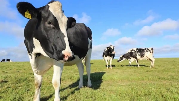 Giá sữa Anh sẽ tiếp tục tăng nếu tình trạng thiếu nhân công tiếp diễn