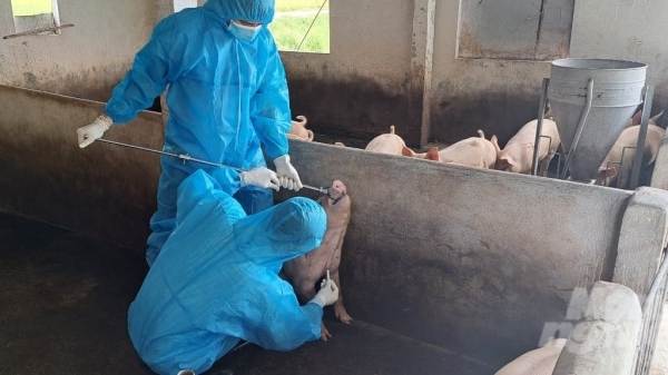 Thanh Hoa ready to respond to African swine fever outbreaks