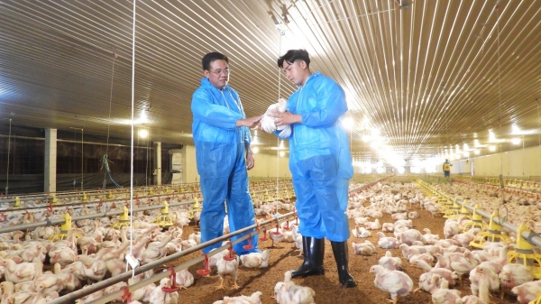 Disease safety in livestock farming is the way: Phu Giao rises to the top