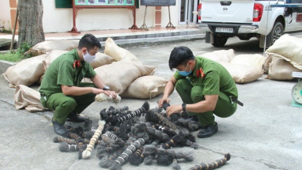 Lào Cai: Bắt giữ xe tải chở 6 tấn lông gia súc