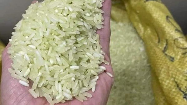 Gạo Séng Cù xanh chưa được cấp chứng nhận an toàn thực phẩm