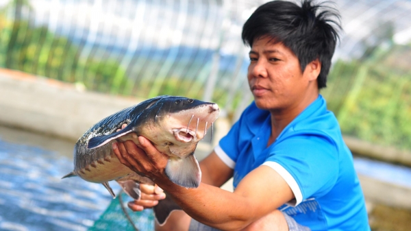 Choáng ngợp với trang trại cá tiền tỷ của nông dân Lâm Đồng