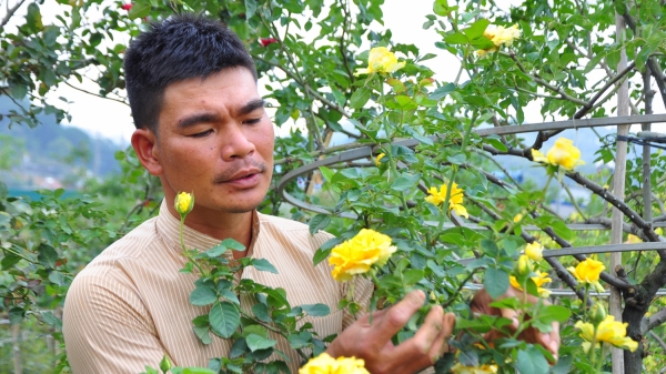 Vườn hoa hồng cổ tiền tỷ của nông dân ở Lâm Đồng