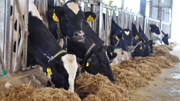 Quy trình chăn nuôi đặc biệt ở trang trại bò sữa hữu cơ chuẩn châu Âu