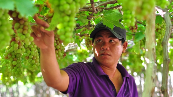 Ninh Thuận: Cần tạo điều kiện cho xe vận chuyển nông sản, hàng hóa