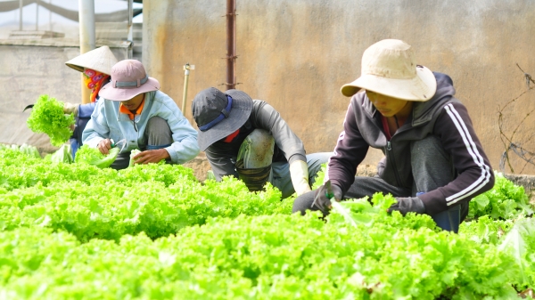 Lâm Đồng tiếp tục hỗ trợ 420 tấn rau cho người dân vùng dịch Covid-19