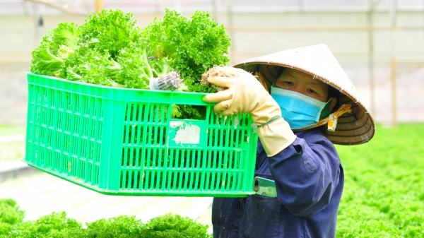 Nông dân Lâm Đồng trồng rau thủy canh xuất đi Hàn Quốc