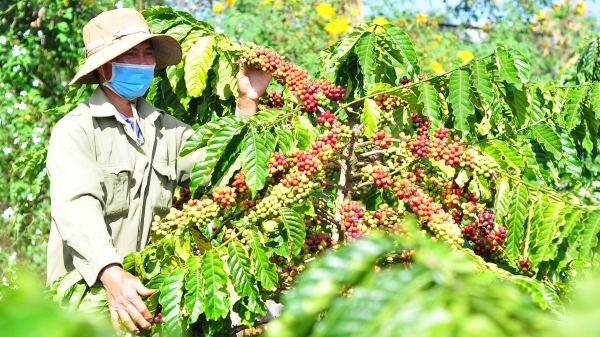 Dự án VnSAT thúc đẩy sản xuất cà phê hiệu quả