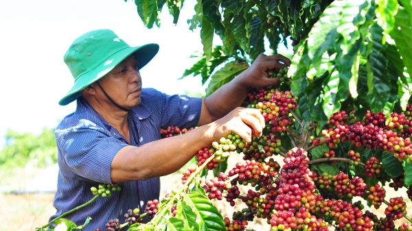 Người trồng cà phê VnSAT mong muốn có nhiều doanh nghiệp lớn cùng đồng hành