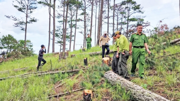 Bắt nhóm người phá rừng thông quy mô lớn ở Đà Lạt