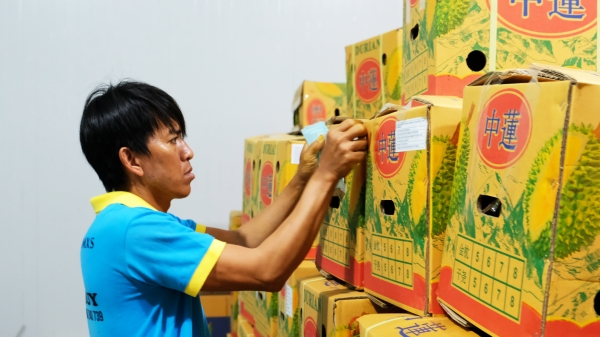Sầu riêng Lâm Đồng chính thức xuất khẩu chính ngạch sang thị trường Trung Quốc