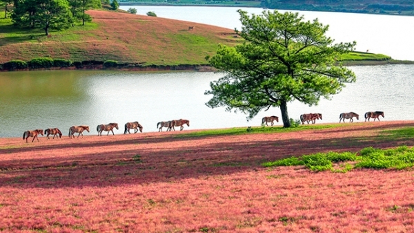 Tổ chức hội cỏ hồng, đua ngựa dưới chân núi Lang Biang