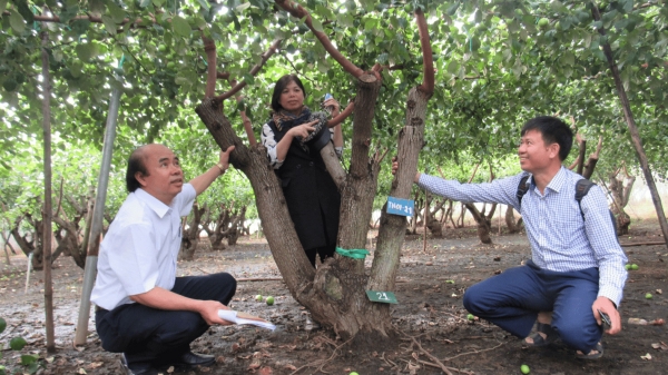 Công nhận cây đầu dòng giống táo bom TN01 tại Ninh Thuận
