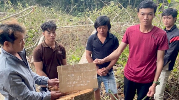 Nhóm người phá gần 1ha rừng ở Lâm Đồng bị bắt