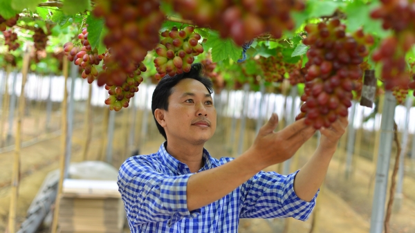 Nho Ninh Thuận cần tăng cả diện tích lẫn sản lượng để phát triển thị trường