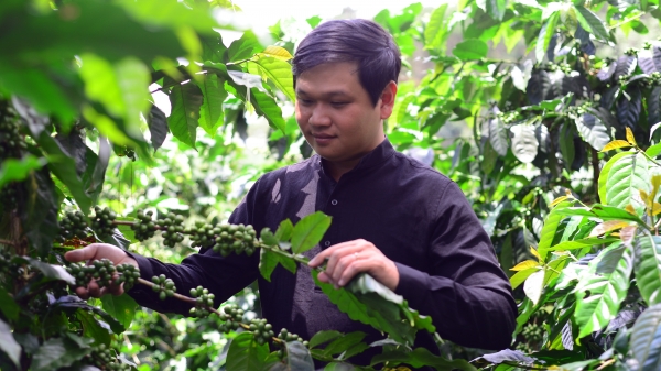 Doanh nhân 8X liên kết sản xuất 30ha cà phê hữu cơ xuất khẩu
