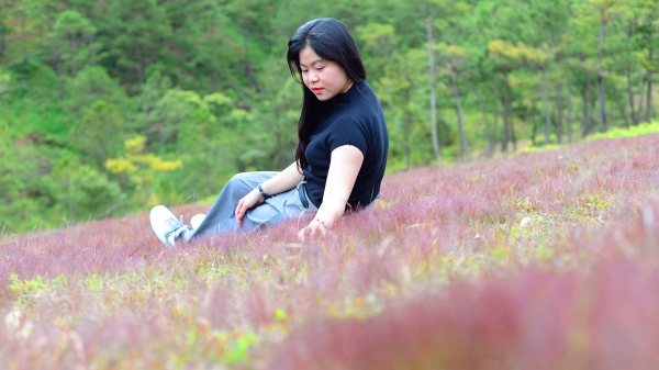 Mùa cỏ hồng nhuộm thắm đồi Langbiang