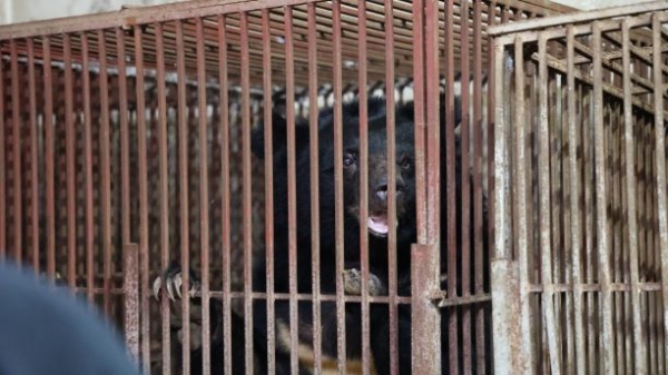 Cứu hộ 3 cá thể gấu nuôi nhốt cuối cùng của tỉnh Lạng Sơn