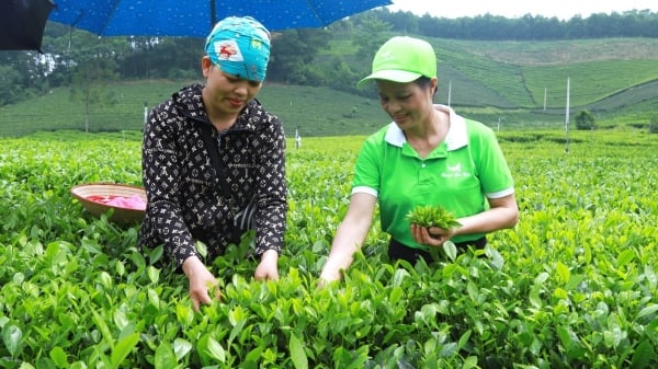 Looking for the 'golden hand' of tea land