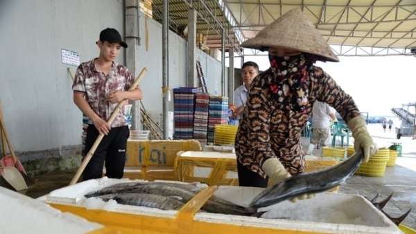 Nam Dinh increases marine aquaculture and reduces exploitation