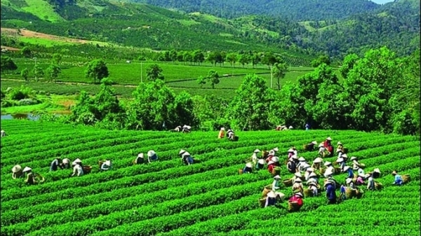 Thai Nguyen recognizes 5 more tea craft villages