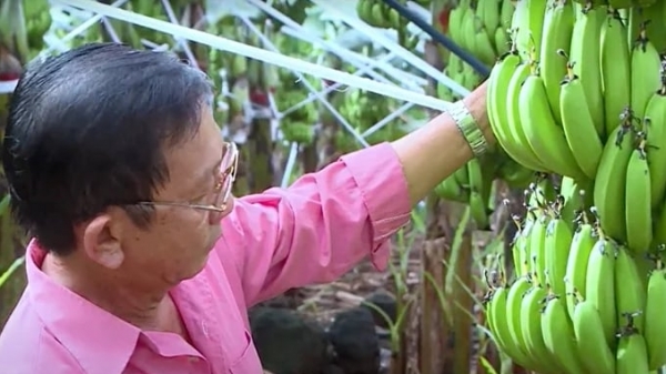 Vietnamese bananas increase the market share in China