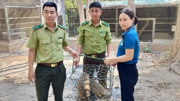 People discovered and handed over 3 pig-tailed macaques