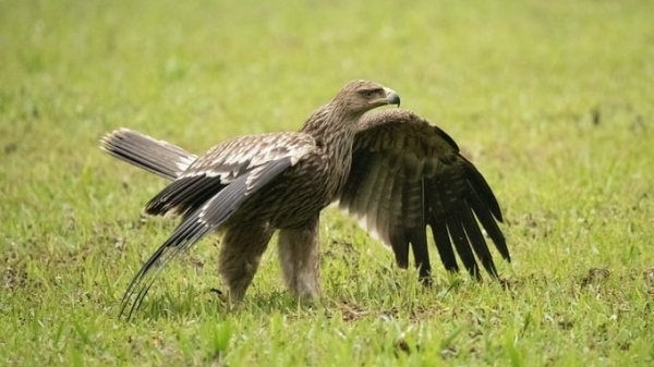 Re-releasing the rare eagle in Cuc Phuong National Park