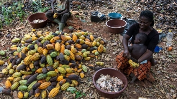 World cocoa prices set a record, up by over 3 times last year