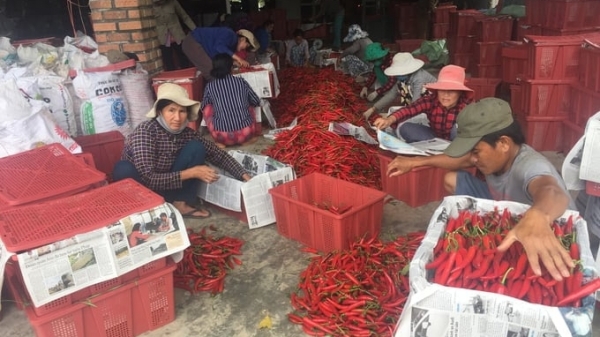 Chilli prices fell and farmers regret lacking links with businesses