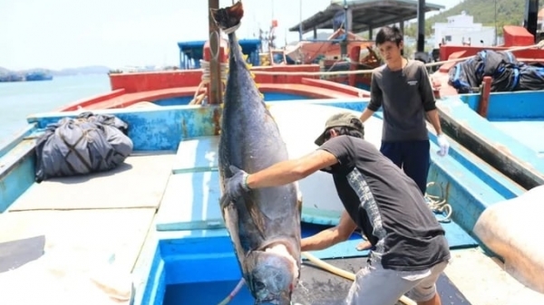 Tuna exports to Canada increased sharply