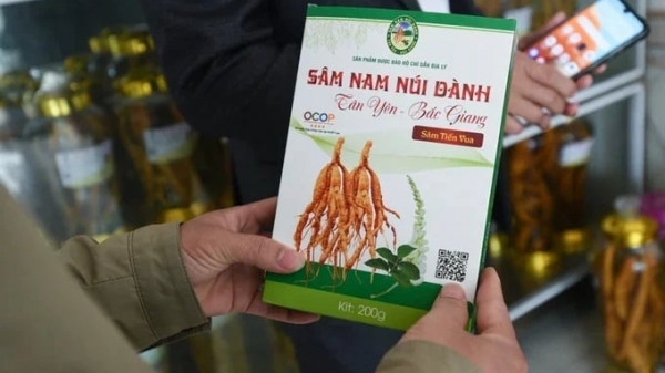 Mount Danh Ginseng gains many export opportunities