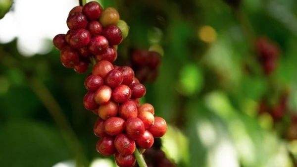 Coffee prices are forecast to continue to increase