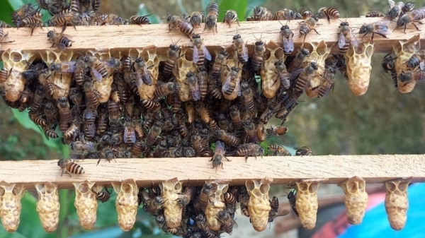Maintaining from 1.3 - 1.5 million bee colonies by 2030