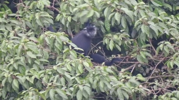 Huong Son special-use forest discovered 5 Delacour's langurs