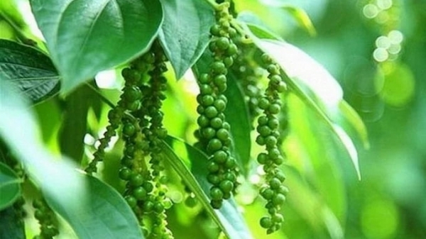 Pepper prices on 04/20/2024: Heat up by up to VND 3,000/kg