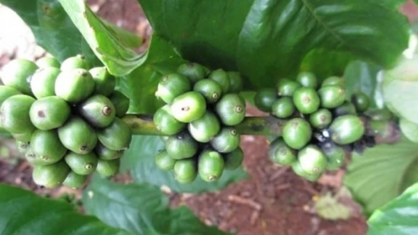 Coffee prices on 04/25/2024: Robusta continues to soar