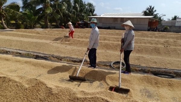 Winter-spring rice harvest succeeds, rising by VND 2,000/kg.