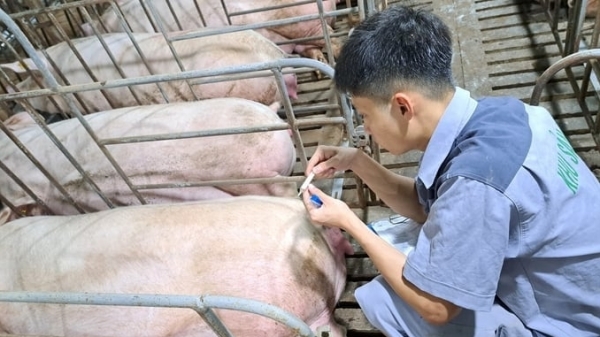 Kon Tum prioritizes attracting high-tech livestock project