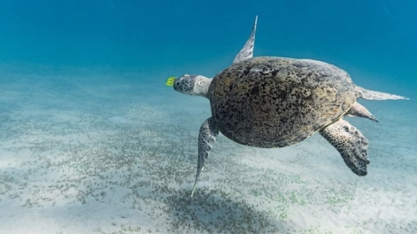 Sea turtle conservation in Southeast Asia requires collaboration