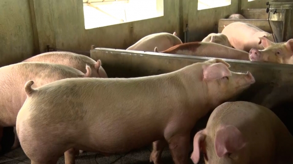 Chăn nuôi lợn an toàn sinh học, đảm bảo an toàn dịch bệnh