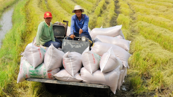 Xuất khẩu gạo tăng mạnh trở lại