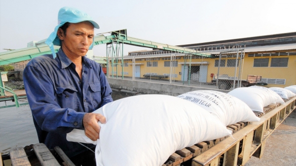 Thu hồi giấy phép nếu doanh nghiệp không xuất khẩu gạo
