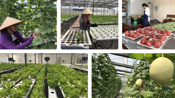Thành lập khu nông nghiệp ứng dụng công nghệ cao Quảng Ninh